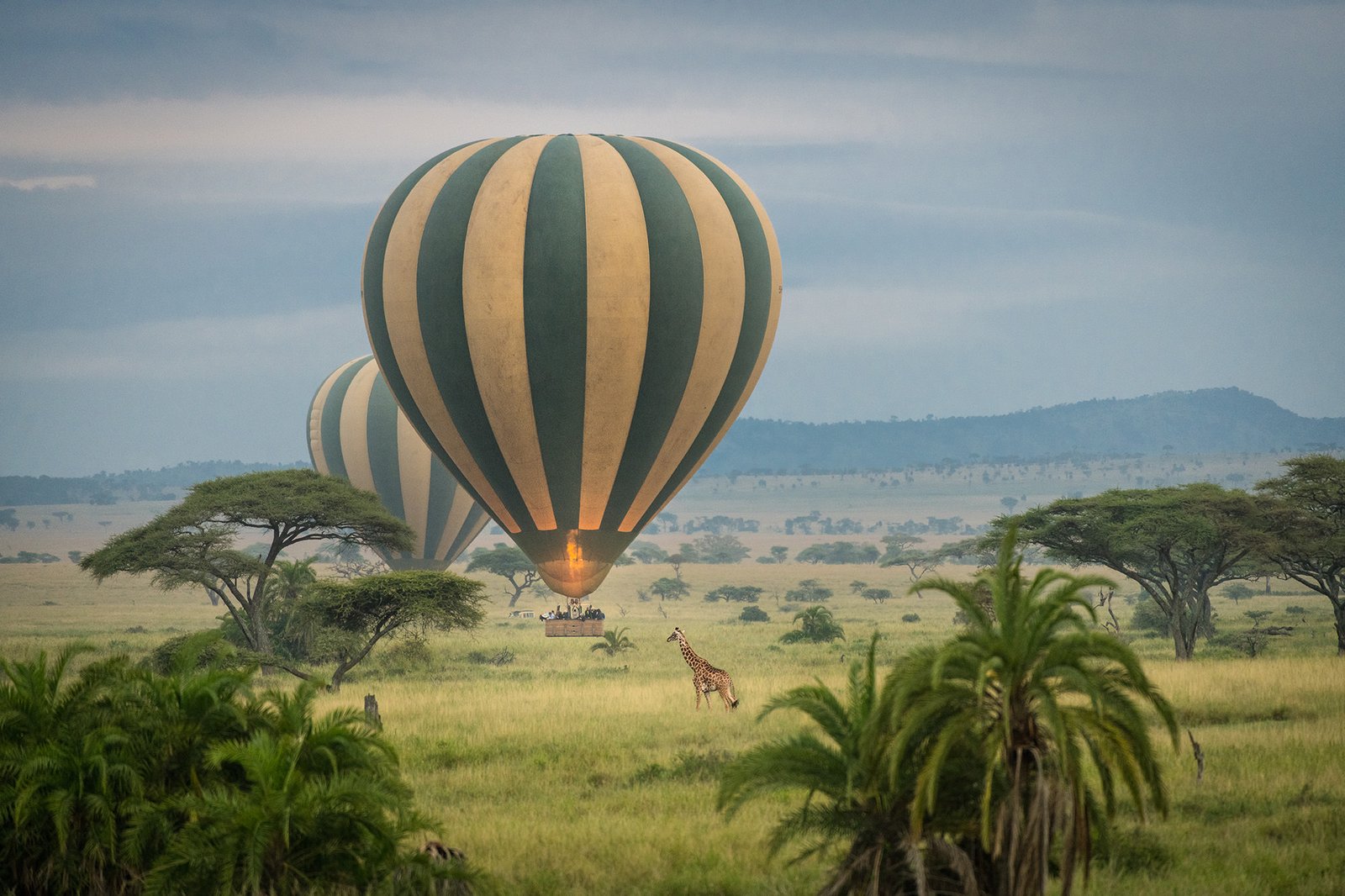hot-air-balloon-giraffe-sergengeti-1