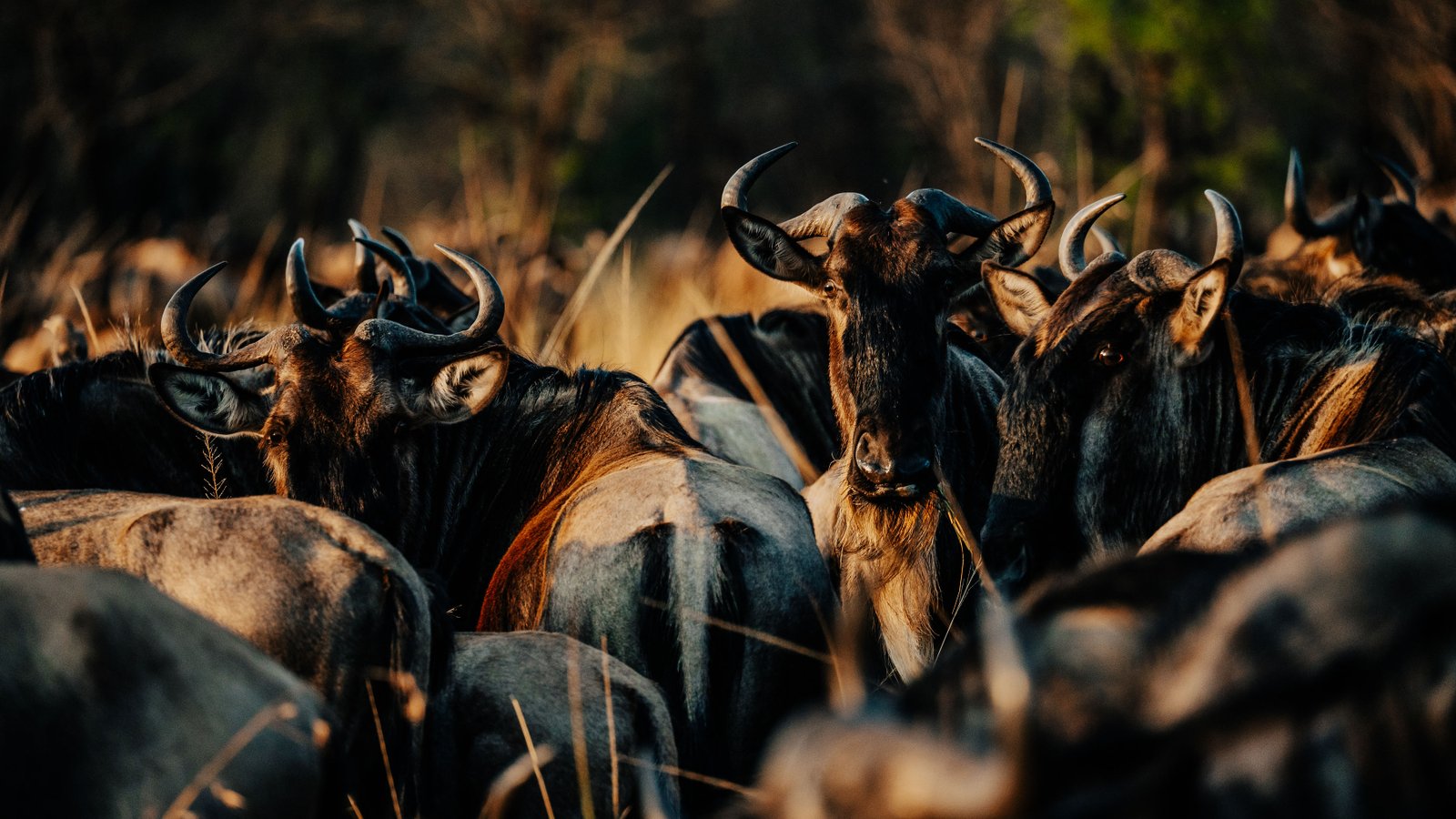 The Mara adventures